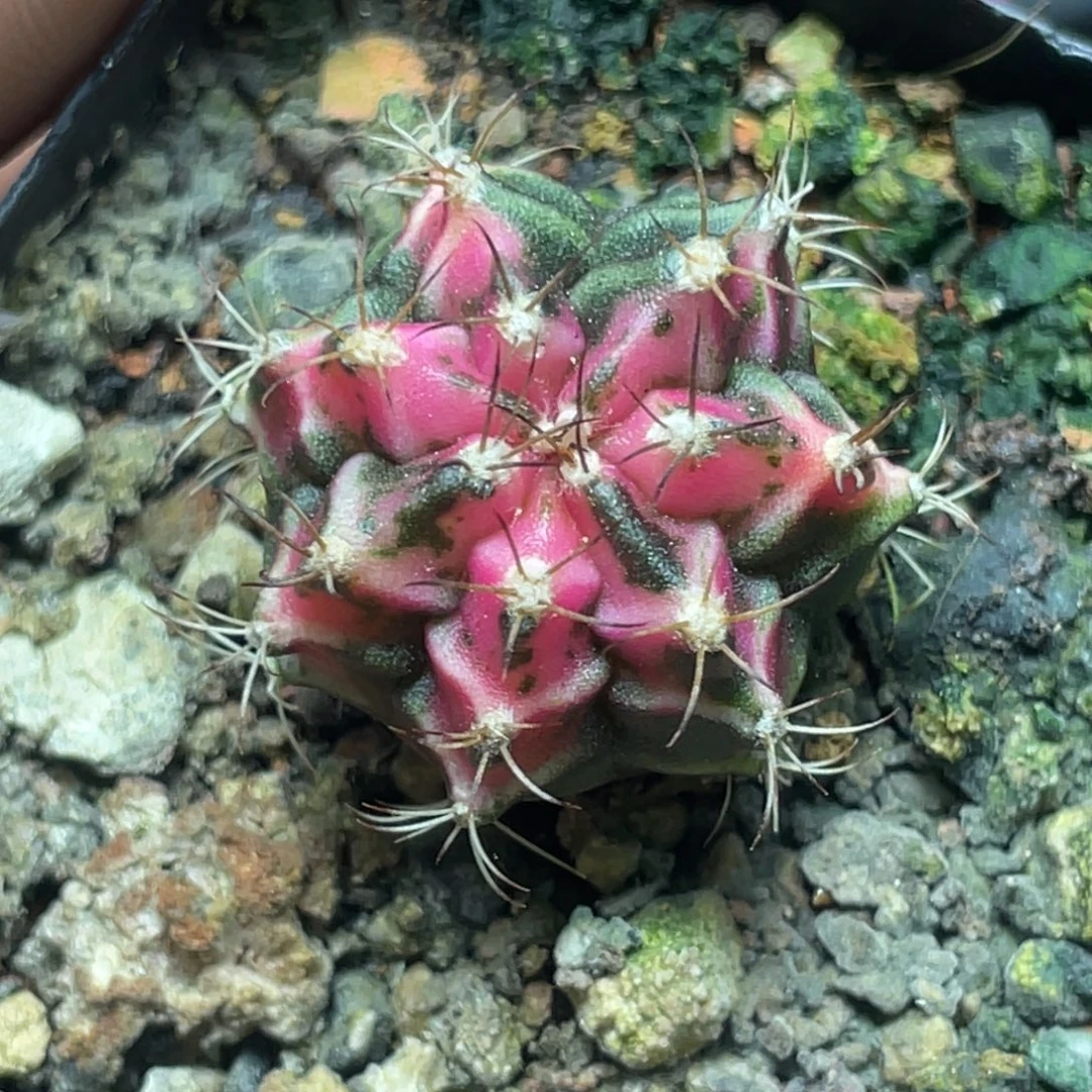 当前无花朵，栽培后可花朵粉嫩米哈锦