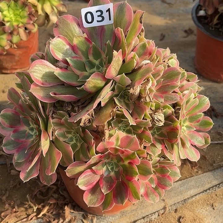 多肉植物布加迪031
