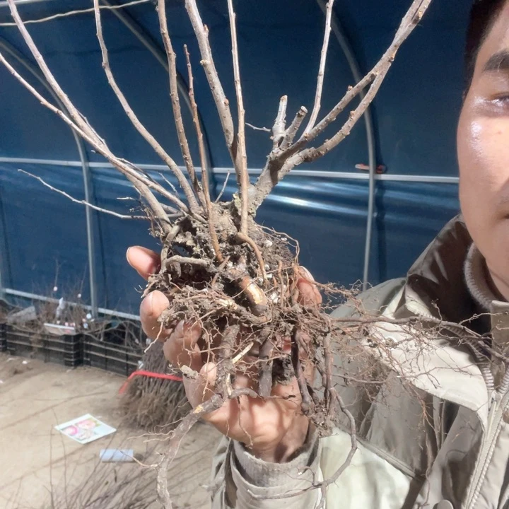 原生梦绘卷海棠花一颗