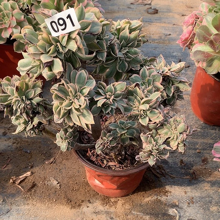 多肉植物灿烂缀091号