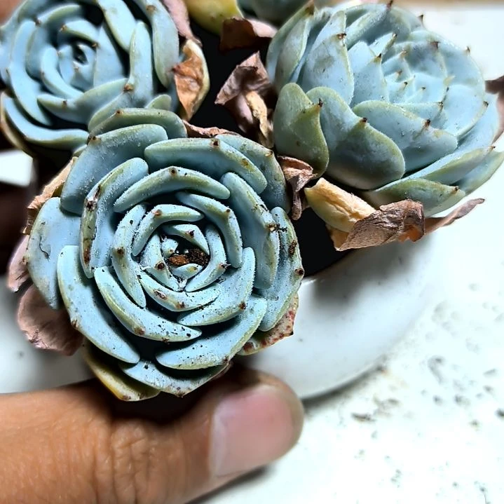 满6元包邮，老苗蓝鸟四颗