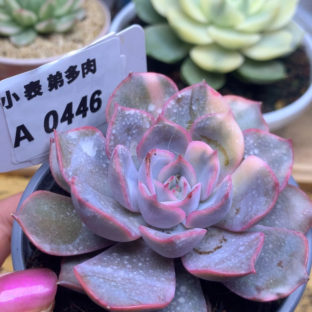 446哈哈哈哈哈哈哈了