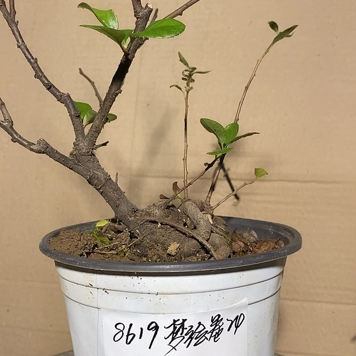 完全开放海棠梦绘卷