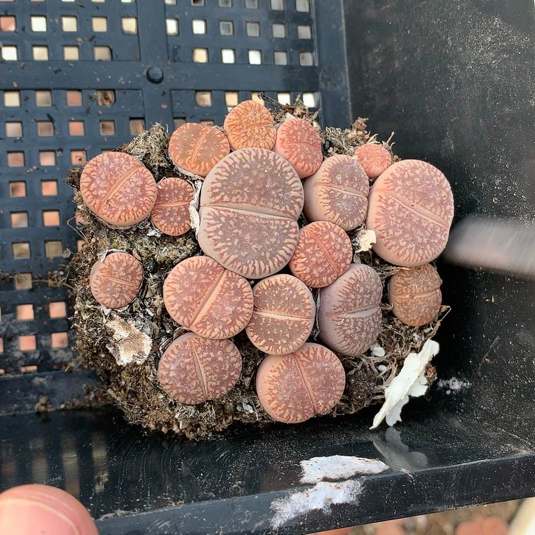 元***1C737多肉植物保护研究所