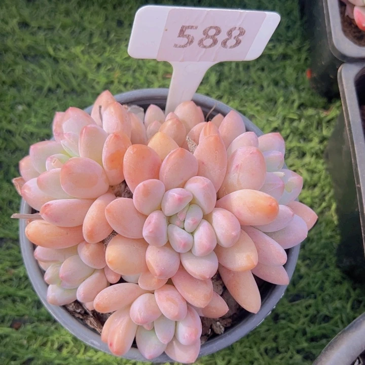 健健康康平平安安