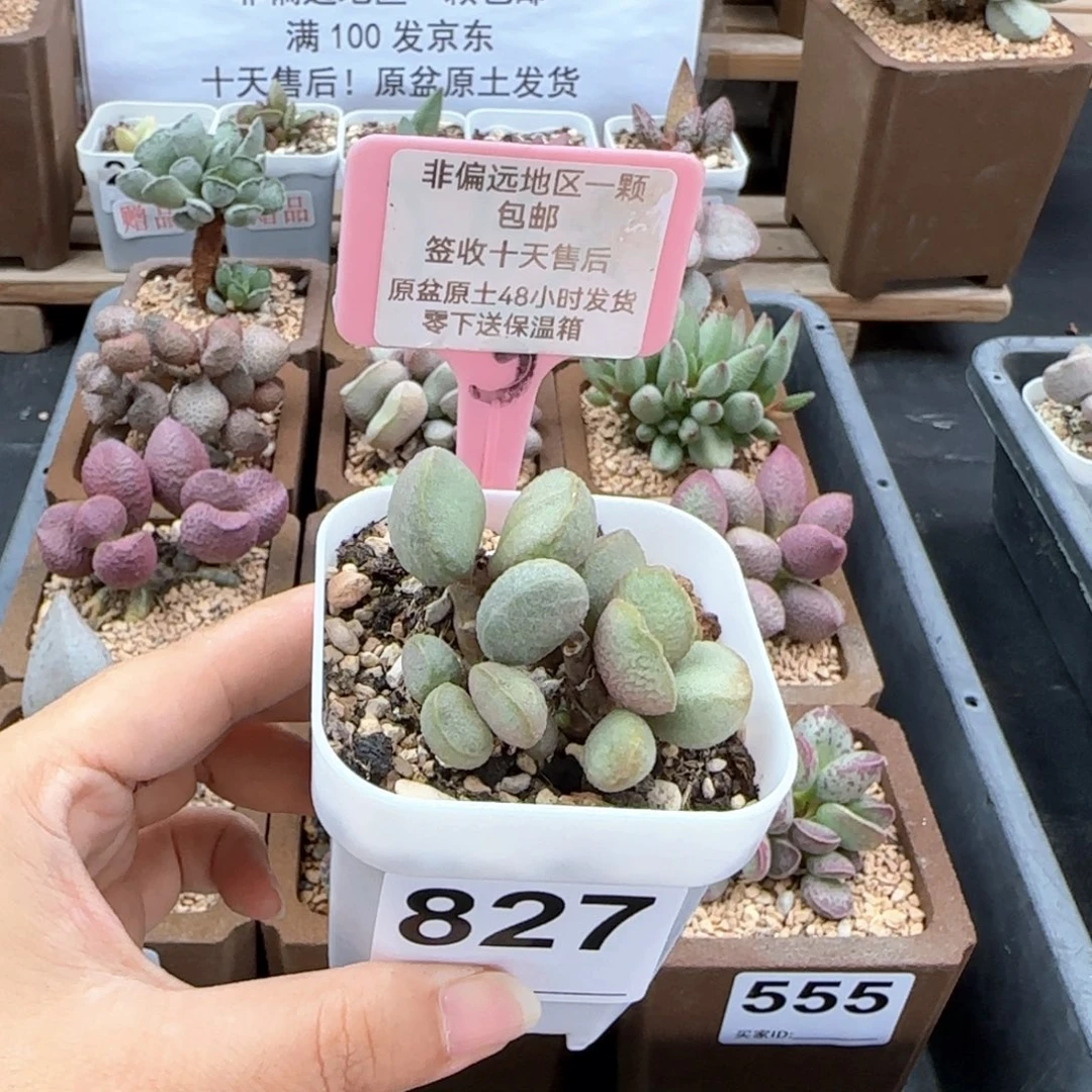 827流萤多肉植物