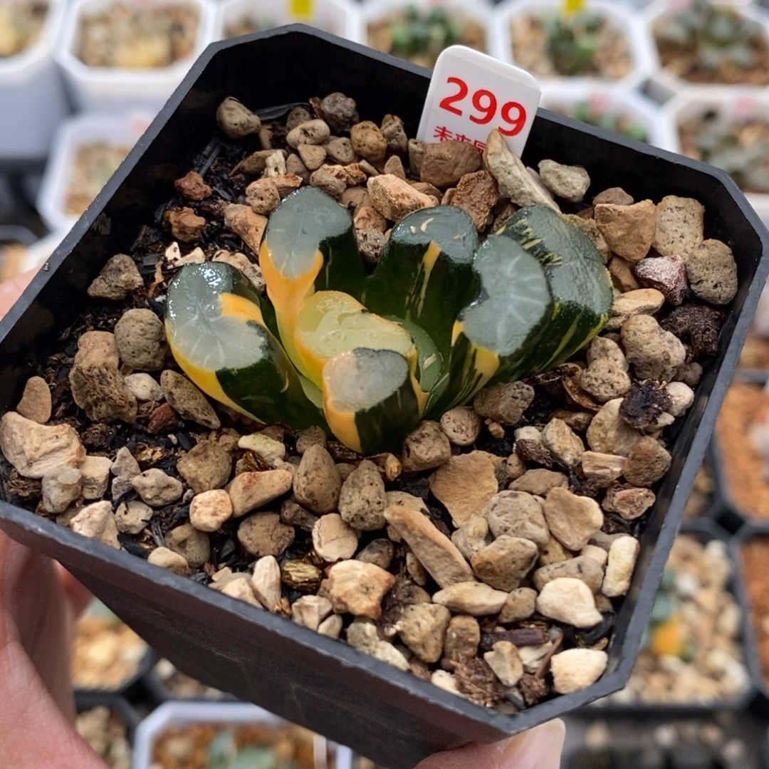 299大明湖万象锦一物一图