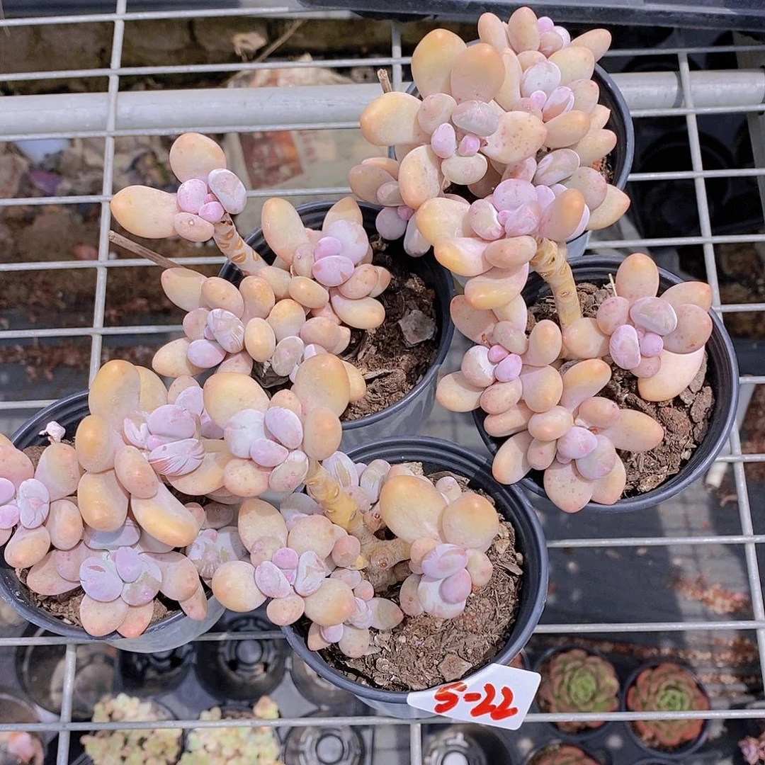 5-22- 橙雪球福利一颗 量拍