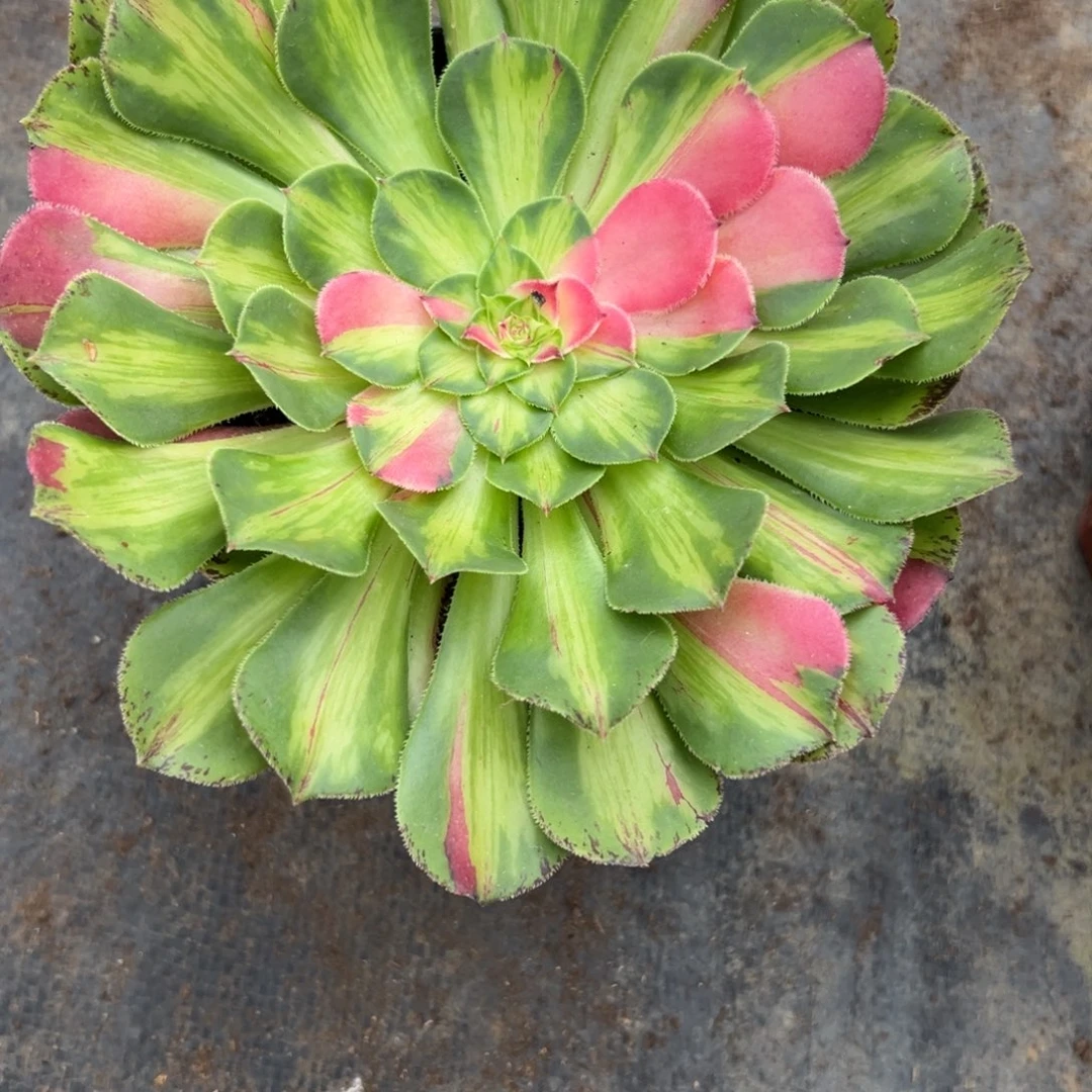 70知否多肉植物系