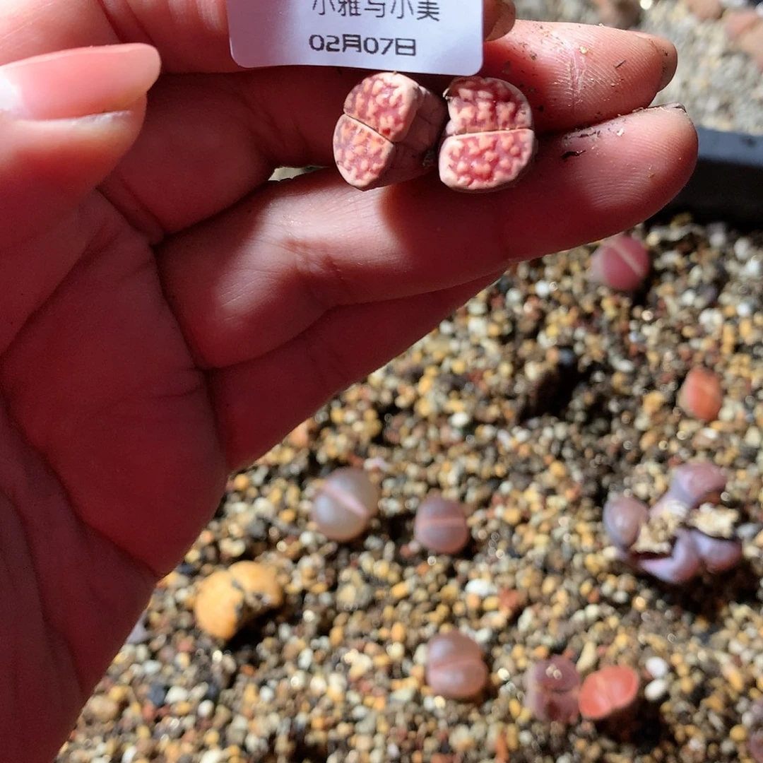 一*D94多肉植物保护研究所