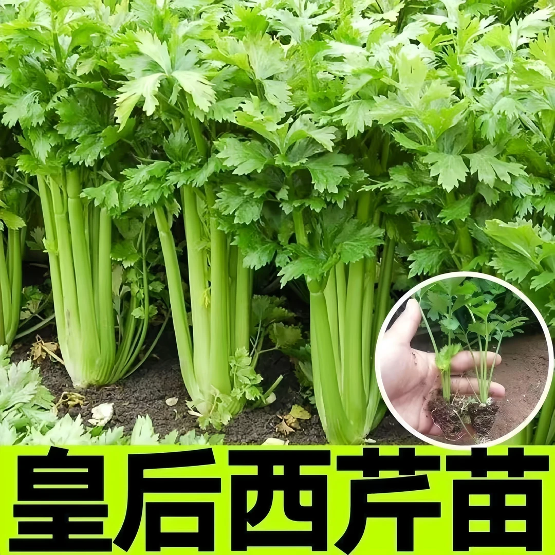 正宗芹菜苗带土阳台盆栽高产量四季可种西芹菜耐寒耐热蔬菜苗