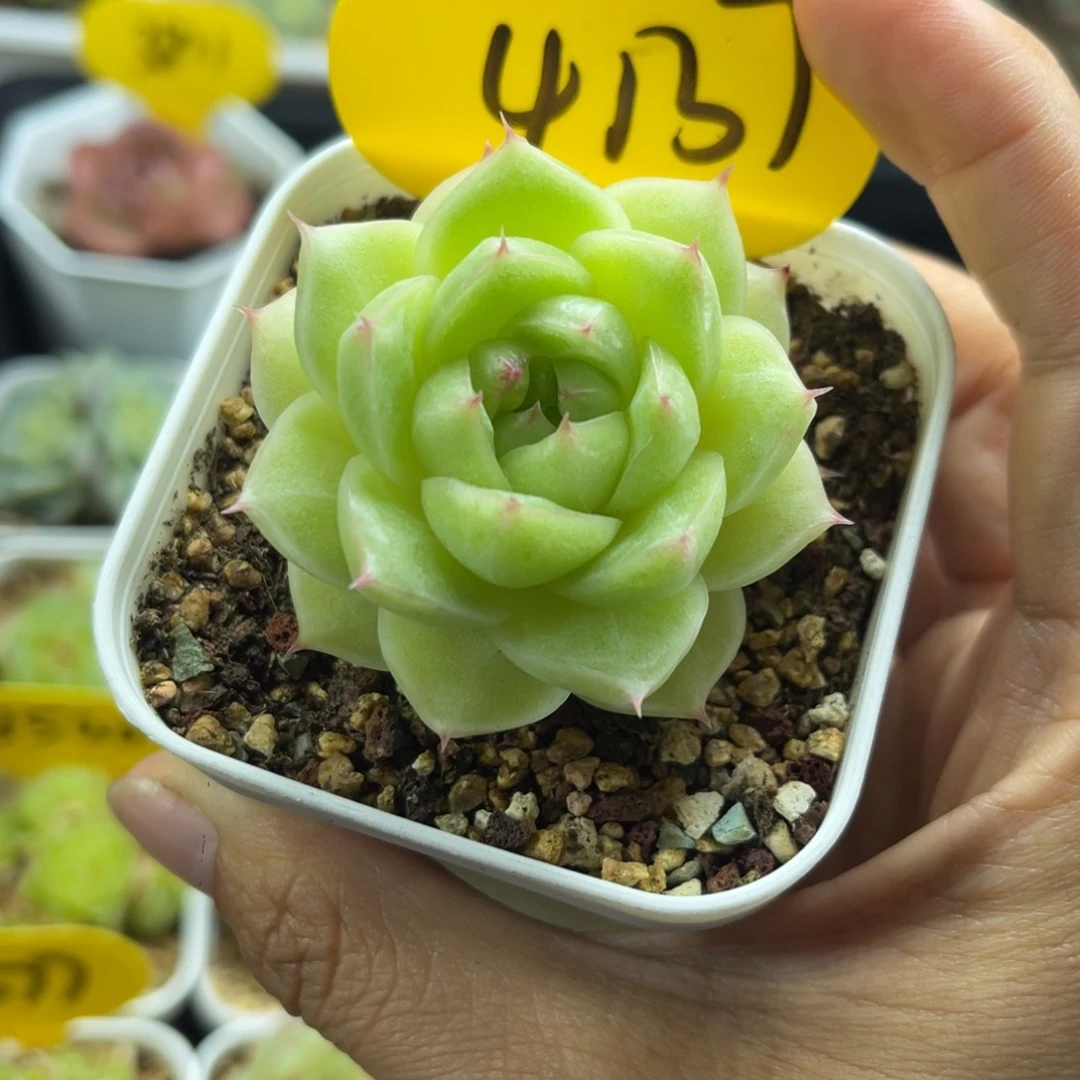 福利琉璃珍妮麦秆4137
