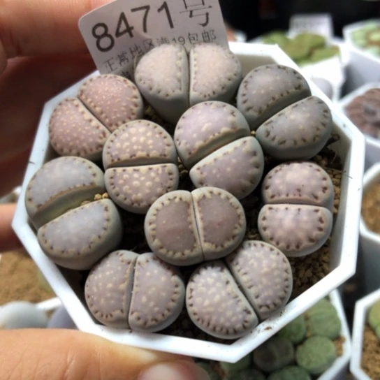 8471，特价优选母本饼干1.7-2.3厘米