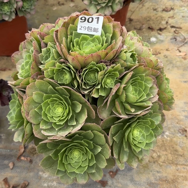 万圣夜……多肉植物……
