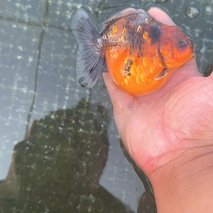 海水鱼短尾狮子123456