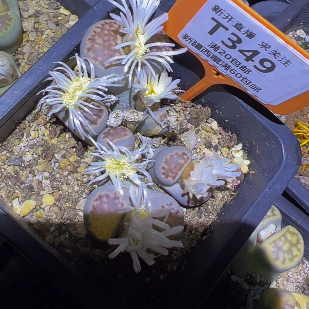 349 一物一拍，默认有伤，介意勿拍，不退不换