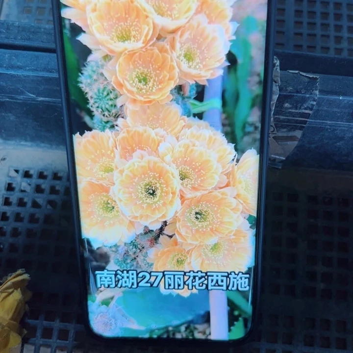 61丽花西施歪无根侧芽3公分左右20包邮
