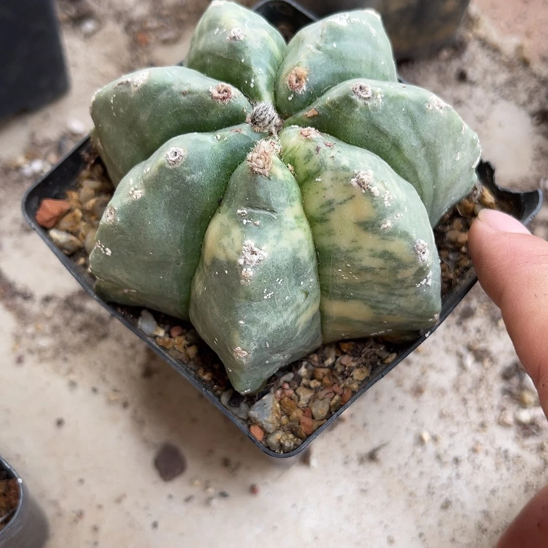 龟甲鸾凤玉锦一物一拍