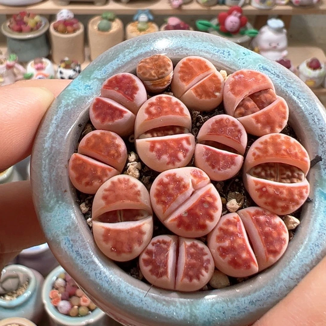 多肉植物29号红窗