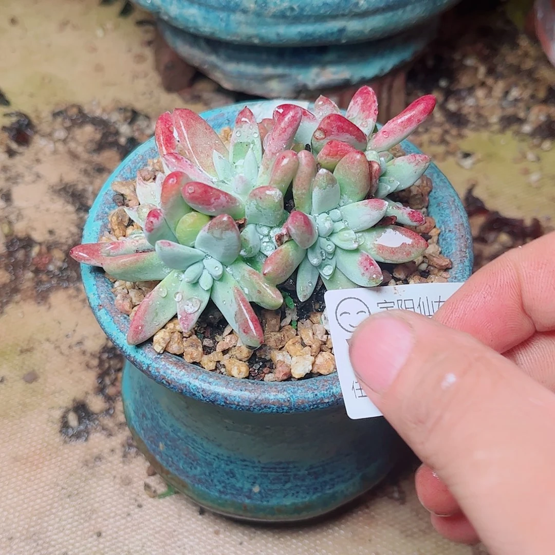 1218刘丹白菊多肉