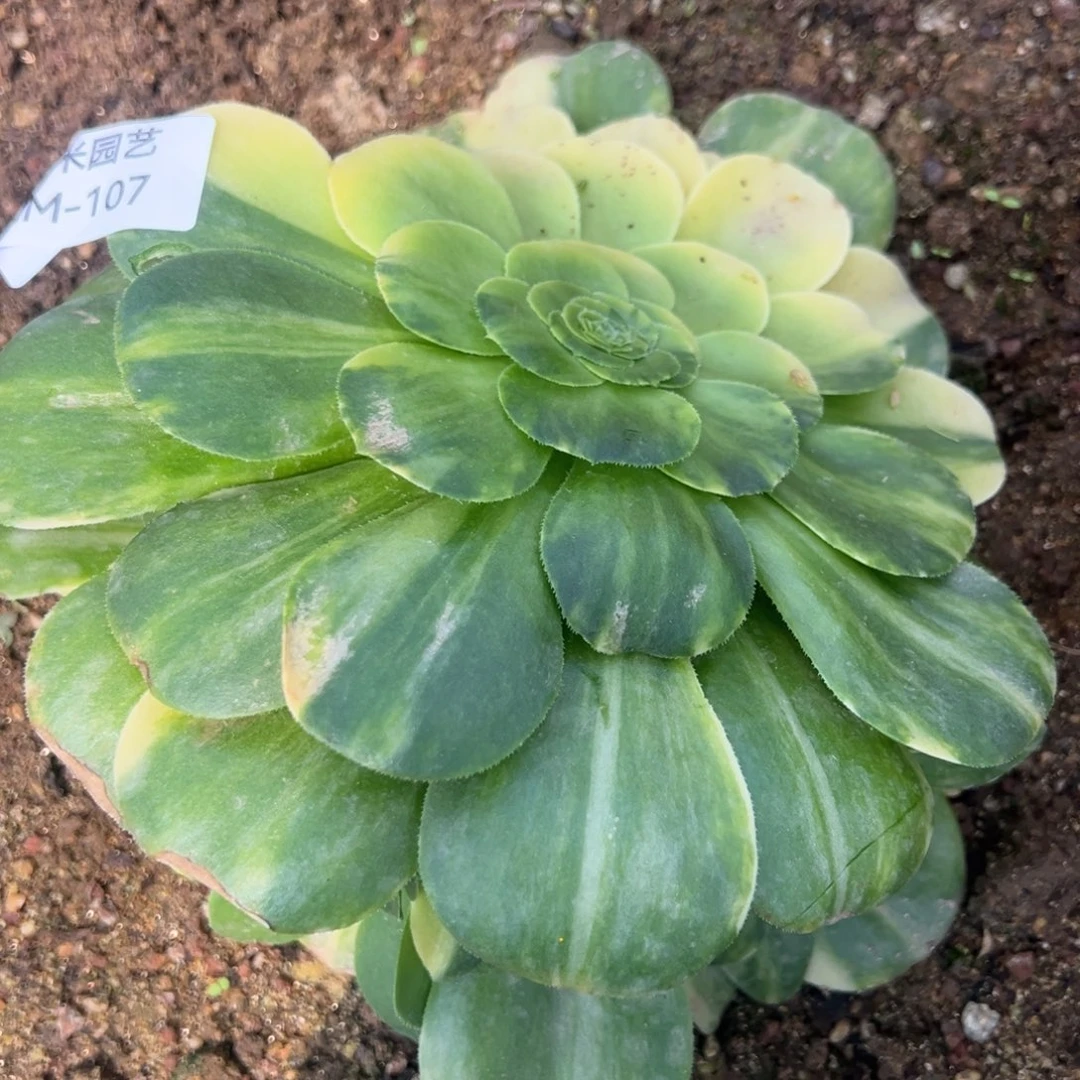 八尺镜七彩多肉植物107