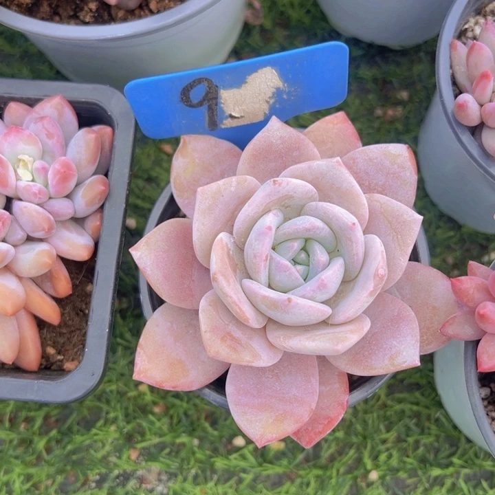 健健康康平平安安