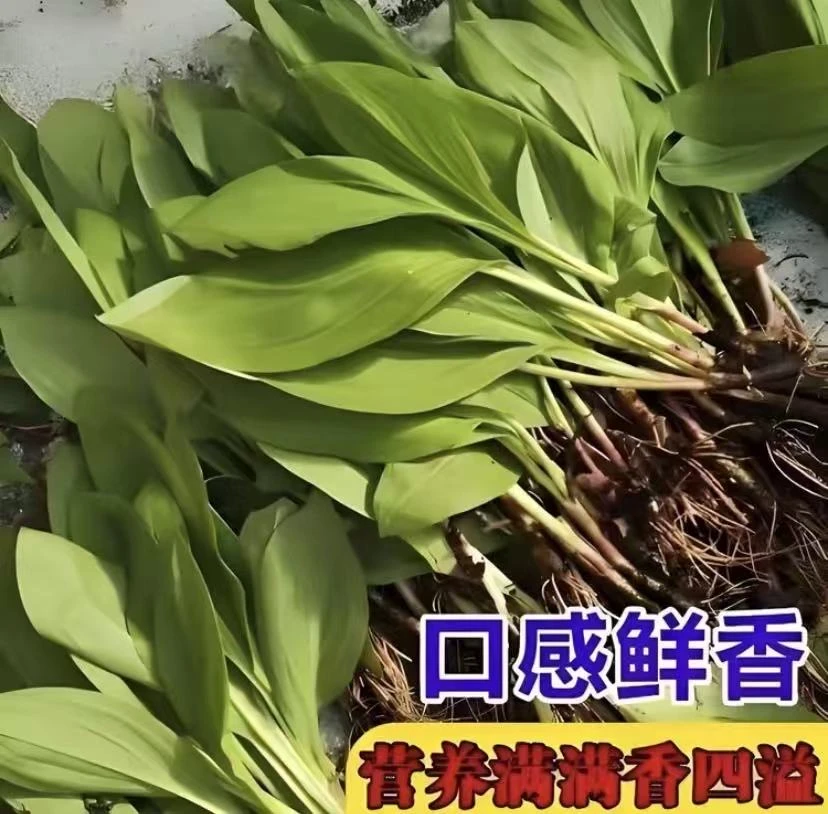 【鹿耳韭种子】寒葱种子四季种植盆栽地栽阳台小院种植