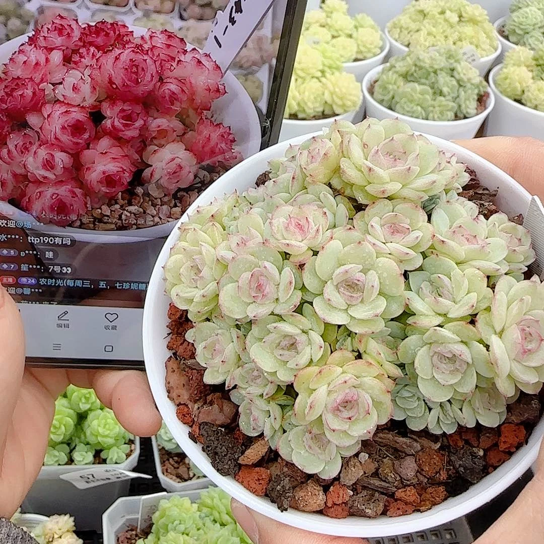 1026-61（ttp-43-1）