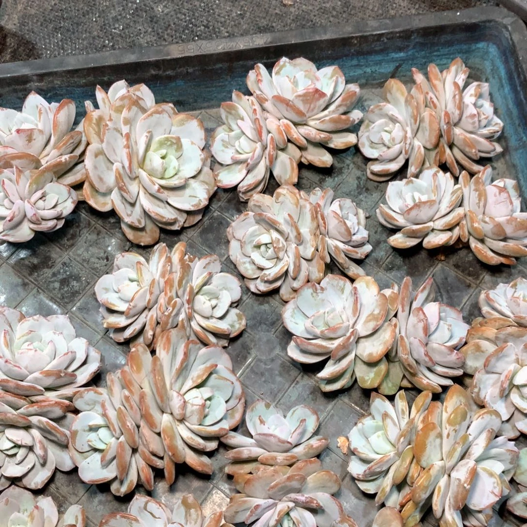 小双头奶茶2颗，不拍冷链不售后