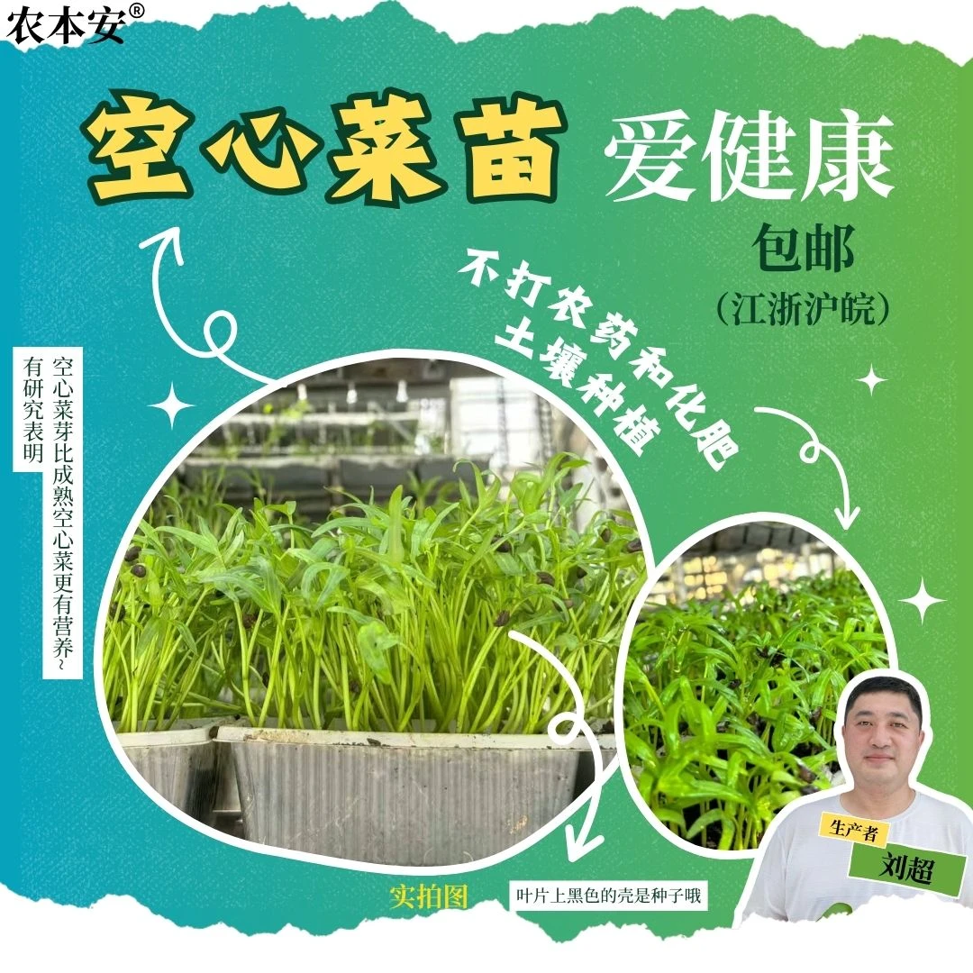 【农本安】 新鲜空心菜苗食用芽苗菜土培带根沙拉凉菜摆盘5斤