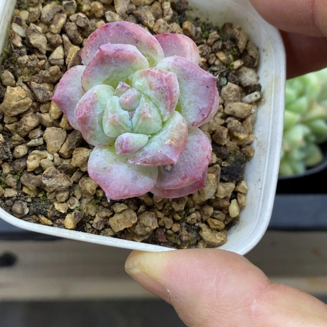 精品多肉一物一拍不包整21