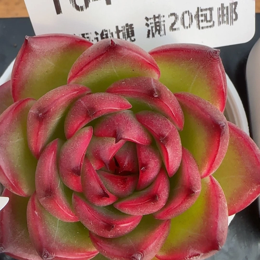 花语逸镜0206-164