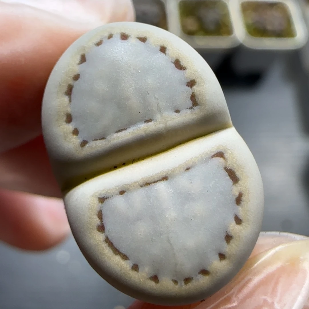 1.5  糖霜饼干福利 5009