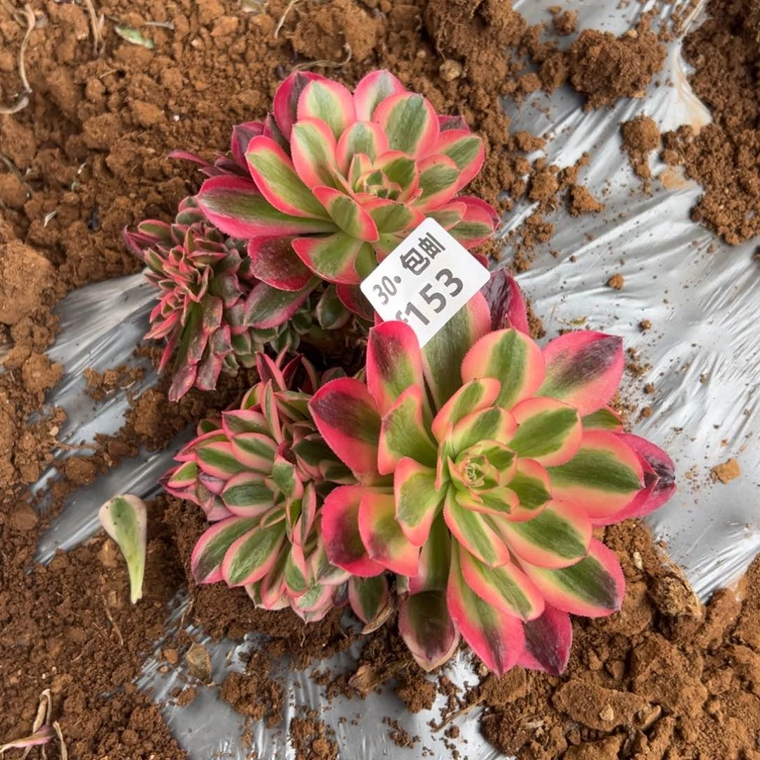 153组合两颗多肉法师