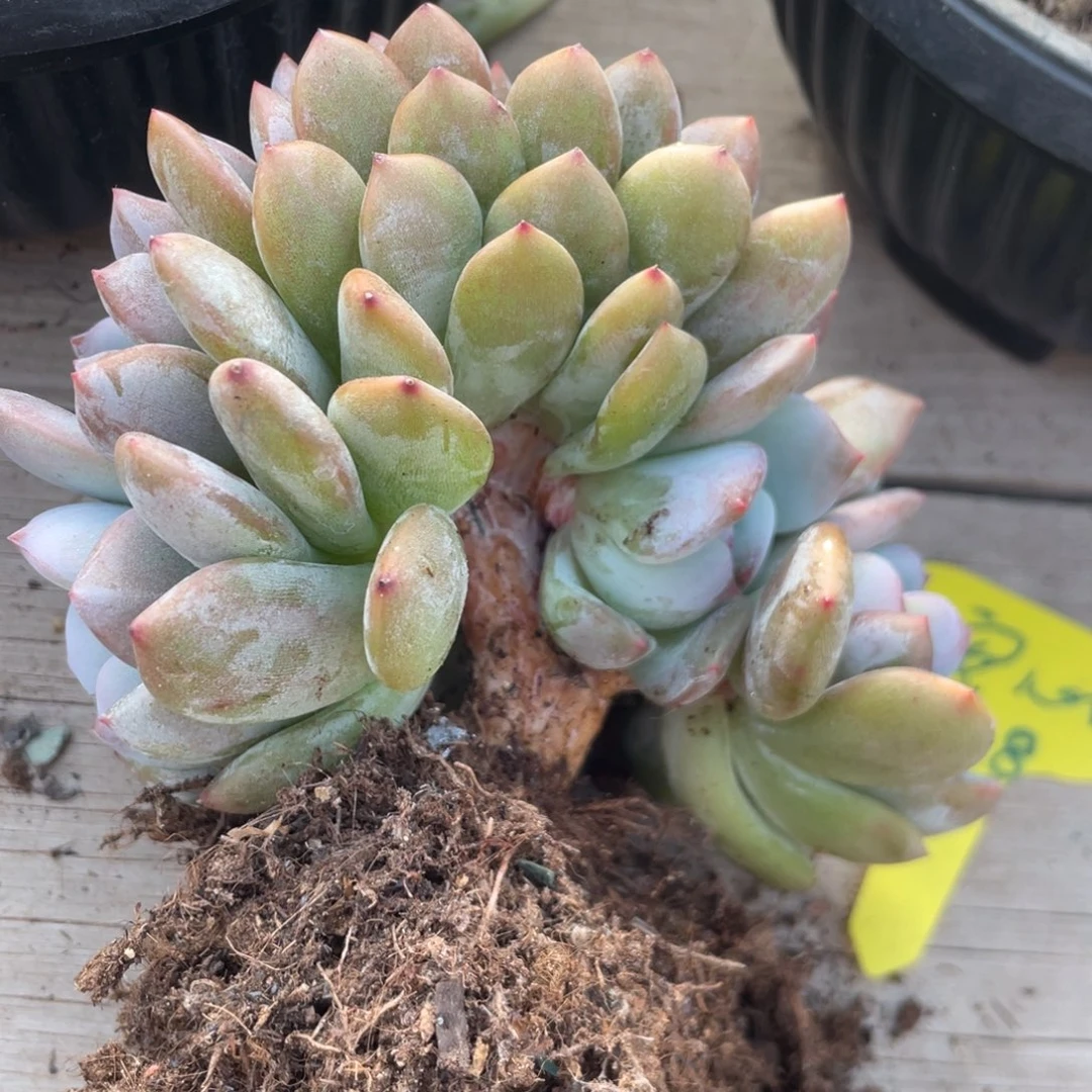 安***心星影缀化底切朵朵缀安心