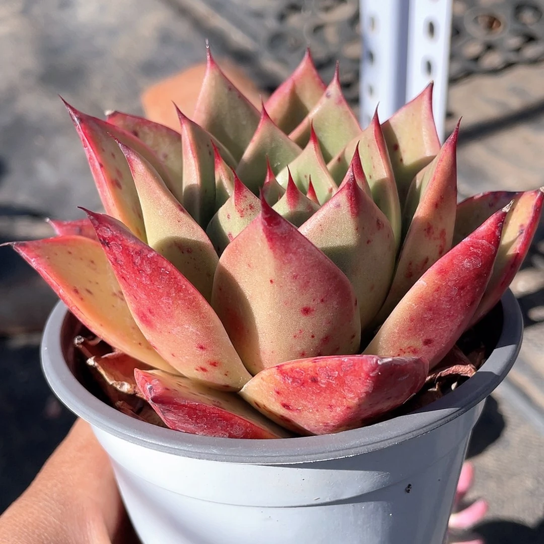 温***紓斗牛士多肉带盆发货