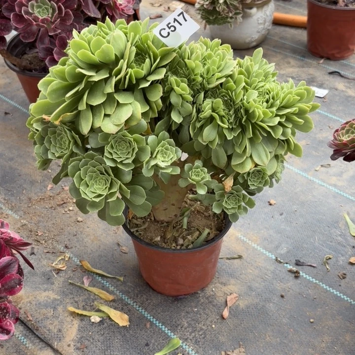 绿羊绒缀多肉植物不包损517