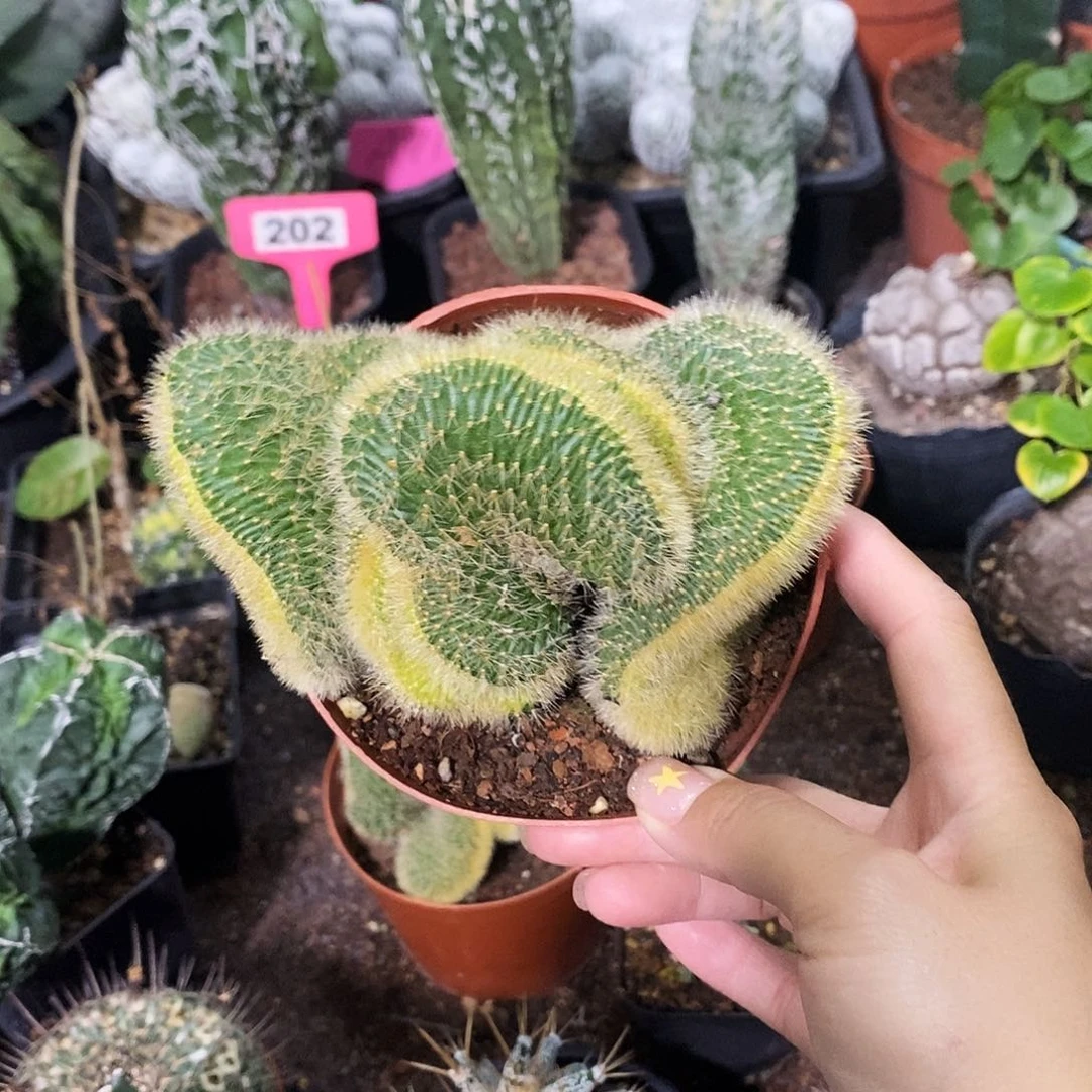 花花草草花花草草