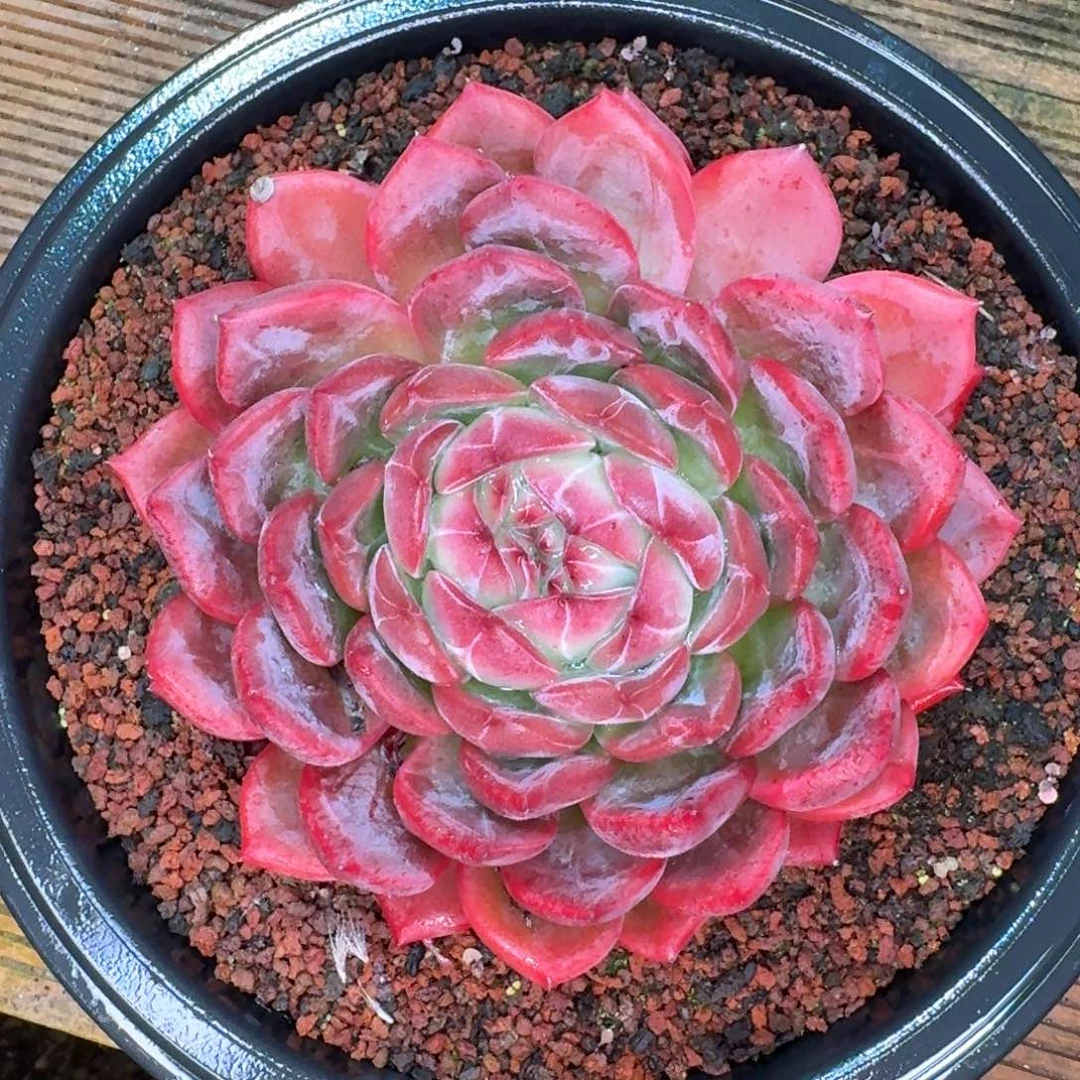 从前慢多肉精选编号1116-318