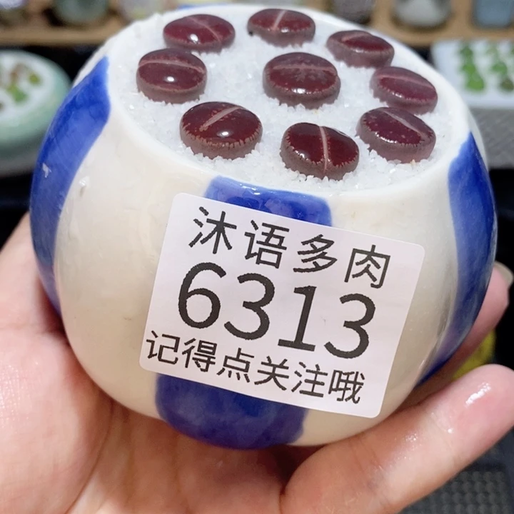 带盆土发货 精美盆栽6313