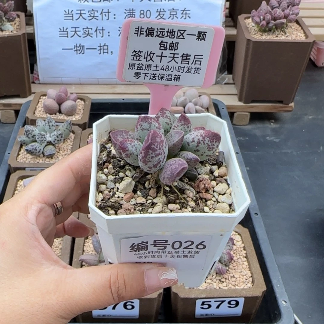 薇****i026艾薇多肉植物