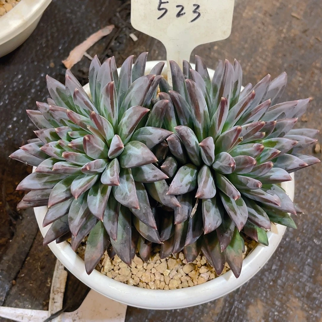 七***望00000000000000523