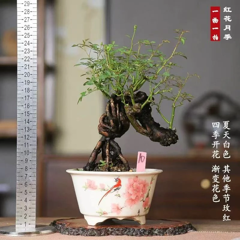 姬蔷薇微型盆景须惠姬勤花带花苞盆栽绿植四季开花办公桌阳台书房