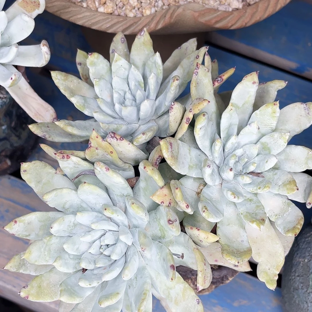 红帕多头老桩多头