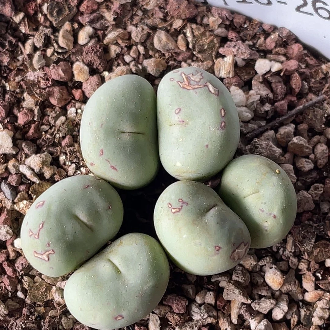 13-26嘴多肉植物肉锥