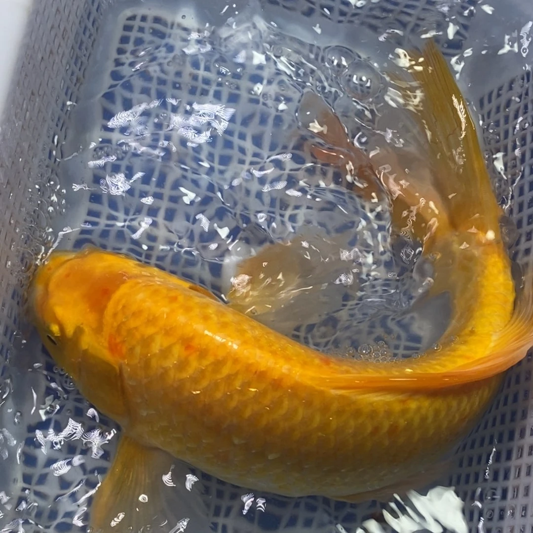 锦鲤冷水锦鲤包邮