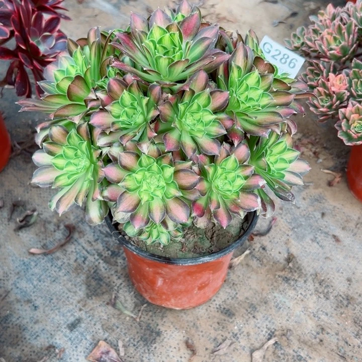 286韶华多肉植物