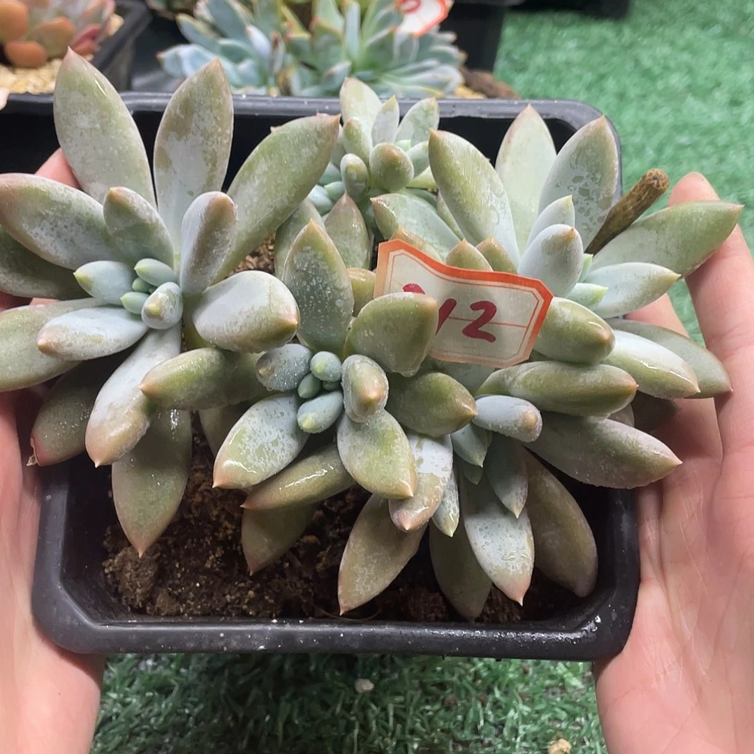 012一物一一拍一拍