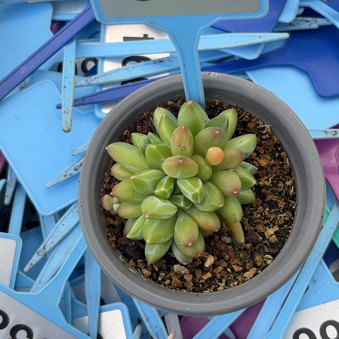 多肉植物优选暗纹美人035