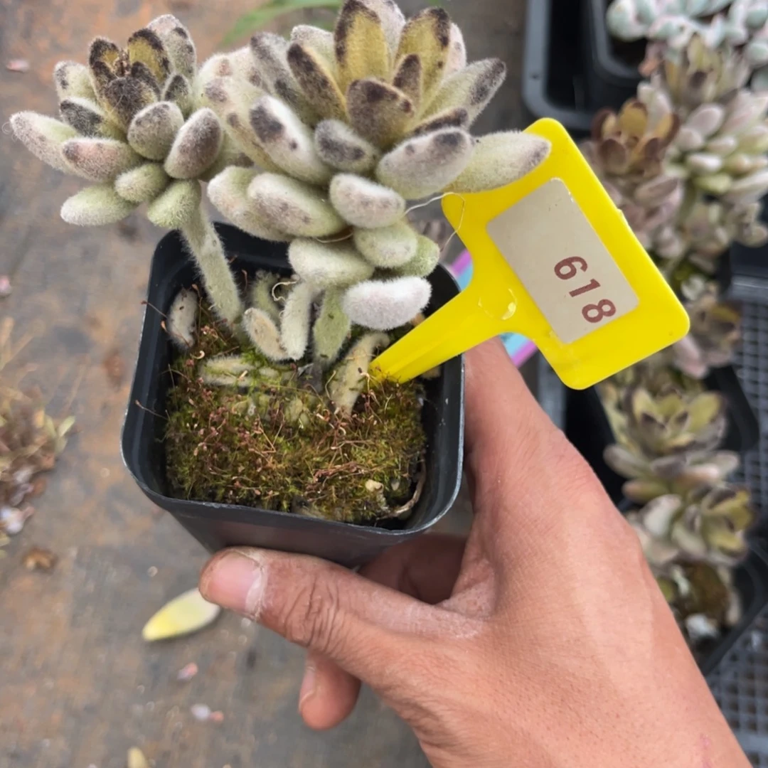 云尘多肉一物一拍618